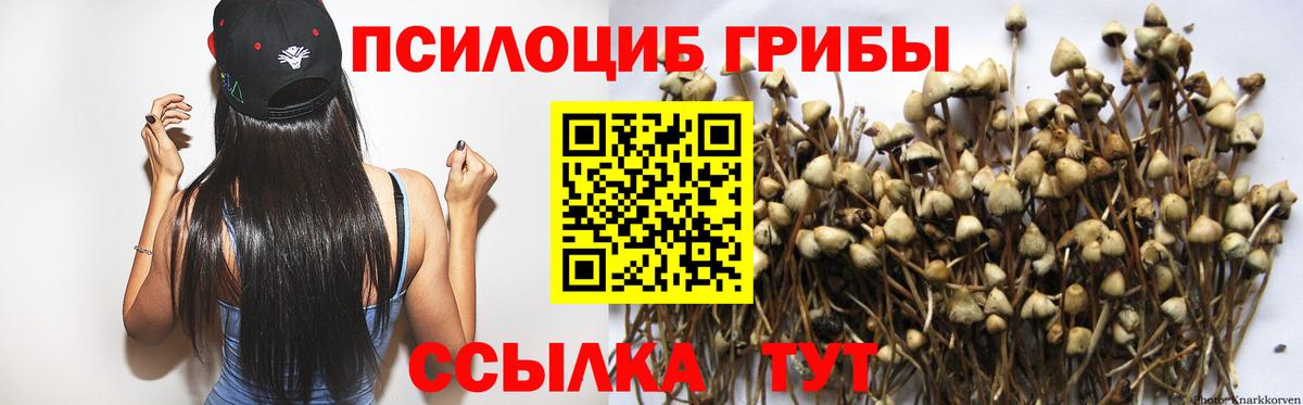 Кизилюрт  Галлюциногенные грибы Cubensis  Вход с VPN 